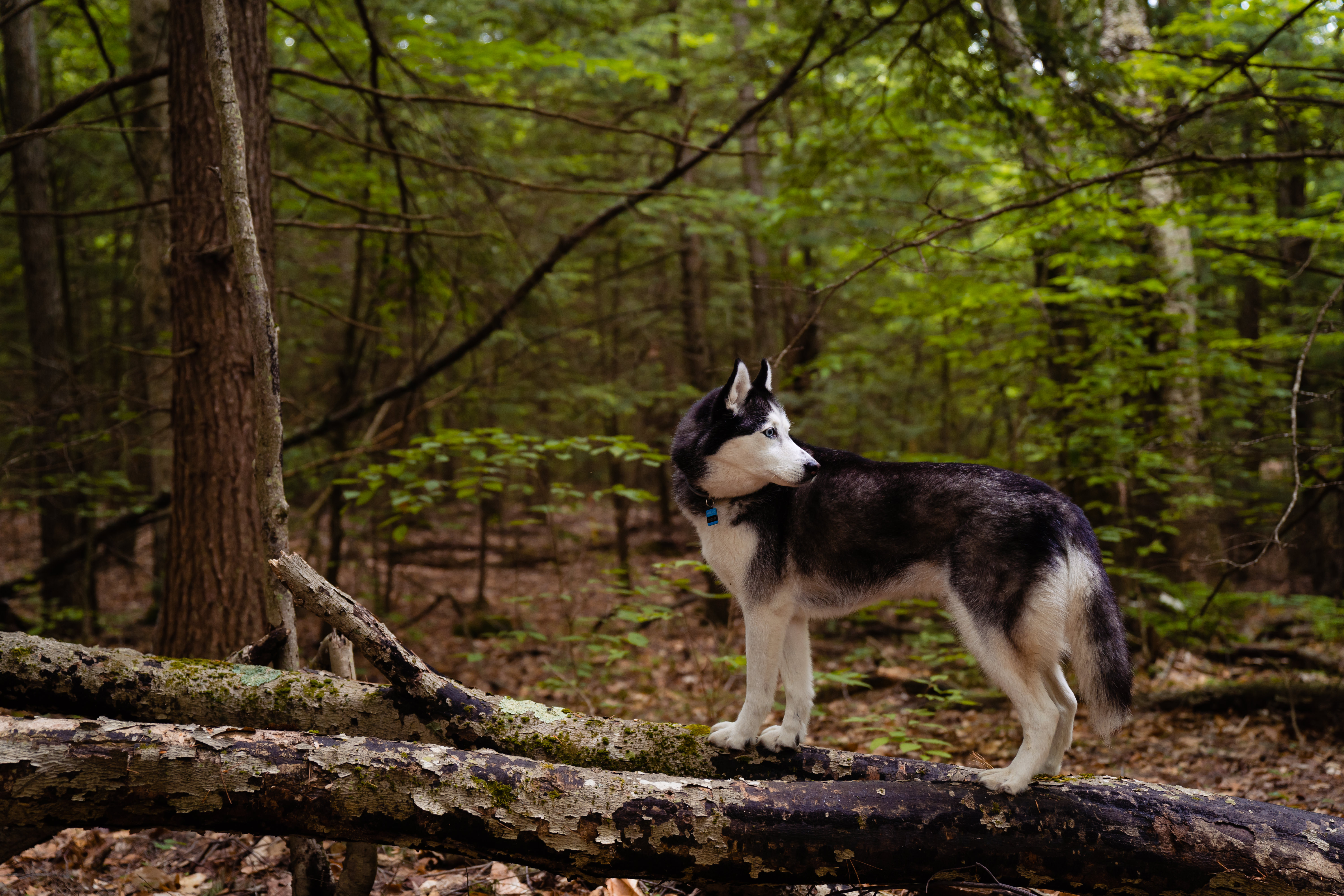 Husky in the Woods